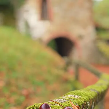 Vanilla Im Burgdorf 11 P. Appartement